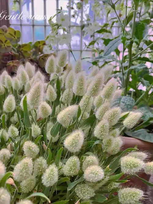 绒绒的软软的兔尾草