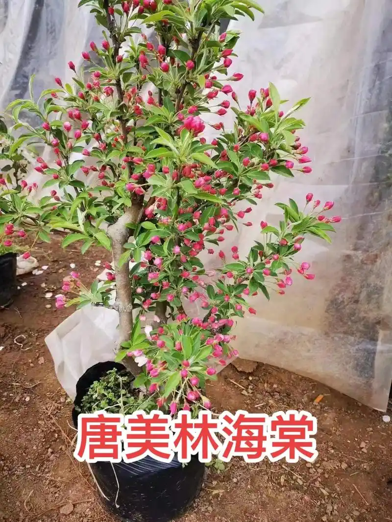 唐美林海棠是北美海棠系类里冬季表现最好的品种之 - 抖音