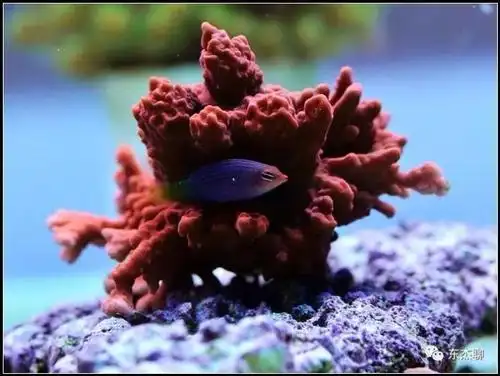 珊瑚缸扁虫的处理