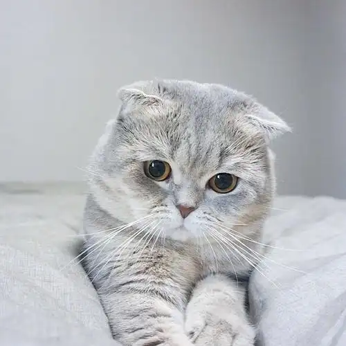 小萌猫受不了这样萌萌哒的小眼神