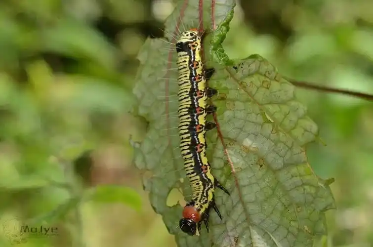 苎麻夜蛾 arcte coerulea