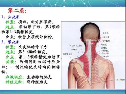 人文社科 教育学/心理学 脊柱区局部解剖学ppt 第二层: 1,头夹肌 位臵