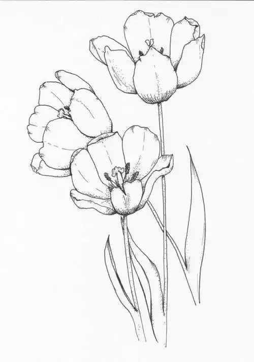 画花的图片大全画花的图片大全手绘