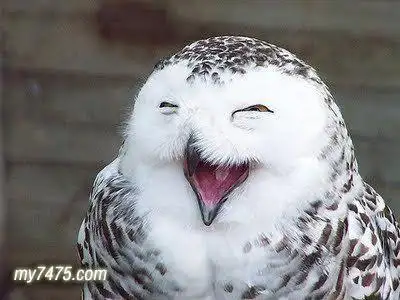 有趣的图片,搞笑,搞笑图片,动物世界,动物的笑容