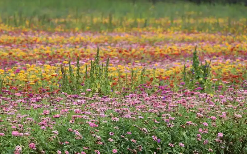 北京雨后初霁怀柔花海美不胜收