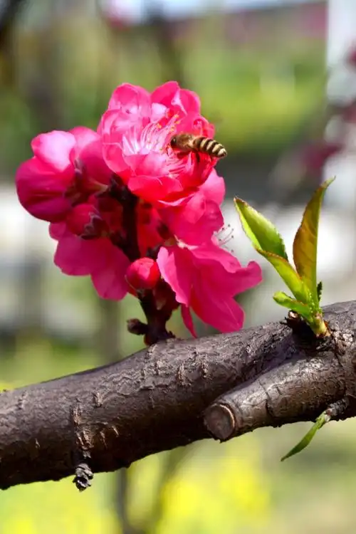 桃花盛开春满园