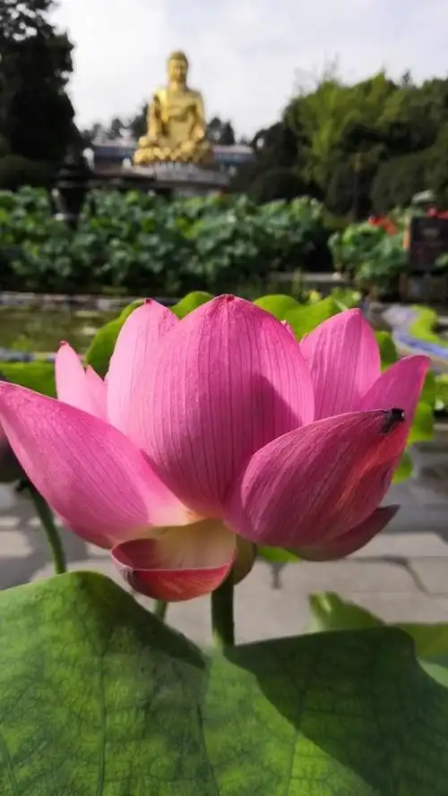 愿做佛前一朵莲