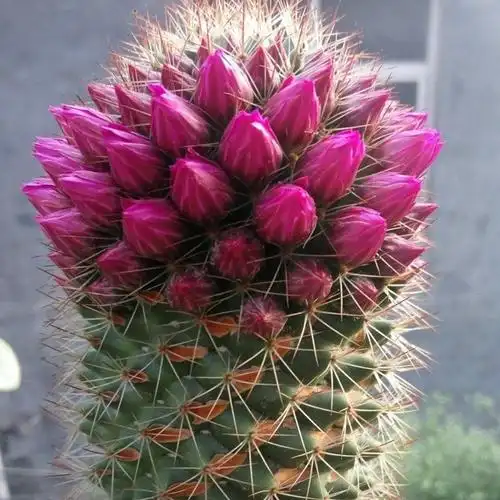 猩猩丸红花锦丸冬天开花的实生仙人球 开一圈花  易开多花防辐射