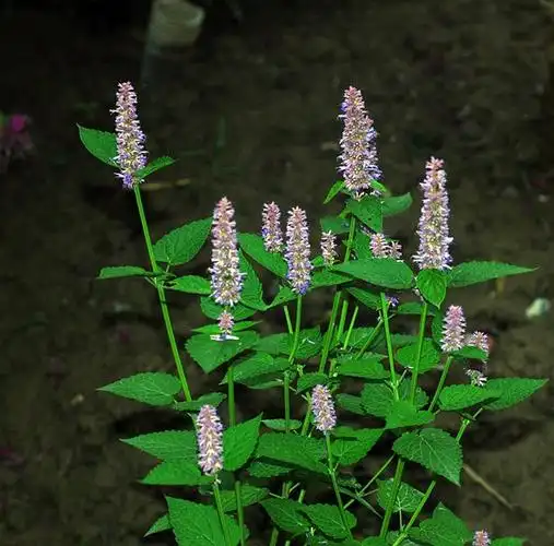 farmacia ss. annunziata patchouly indonesiano印尼广藿香