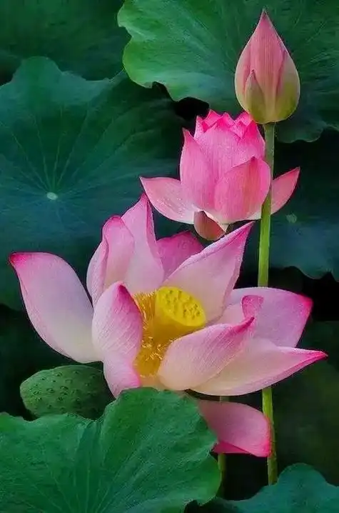 为什么莲花代表佛法.