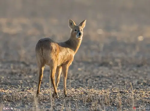 牙獐(国家三级重点保护野生动物)