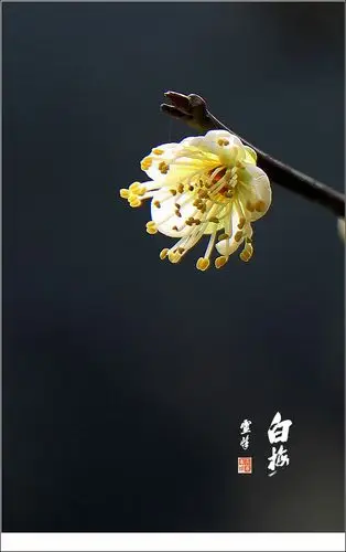 【灵峰金钱绿萼梅香味极浓】