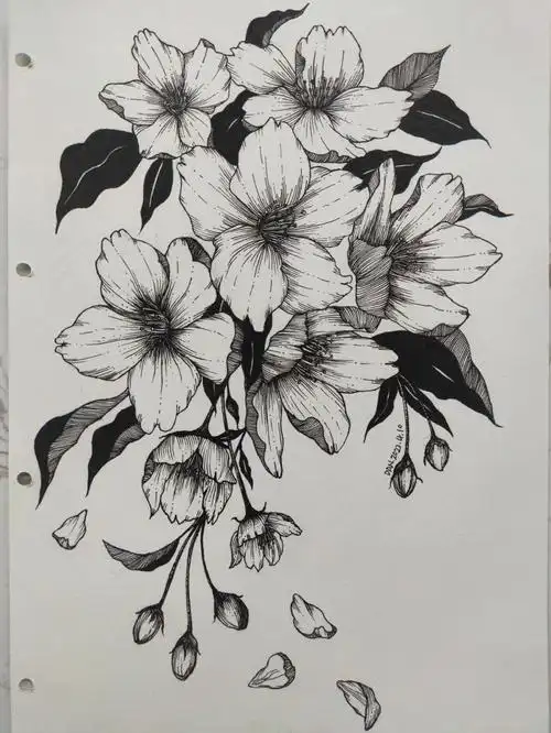 线描 樱花🌸 步骤