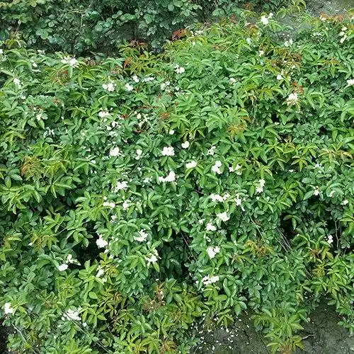 七里香盆栽爬藤植物 世强花木 成都基地批发