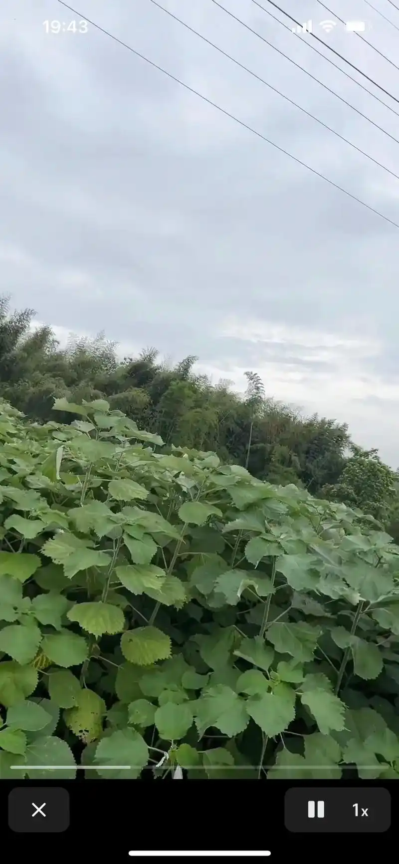 苎麻和亚麻是用作衣物原料的主要品种.苎麻和亚麻均有良好的的吸湿性
