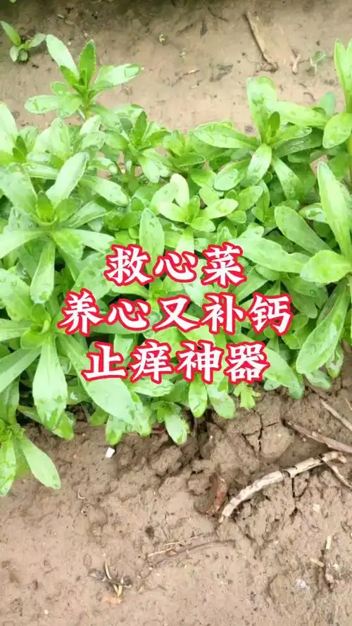 蚊子草,不仅能止痒,还对心脏好,含钙高,种一次生长20年