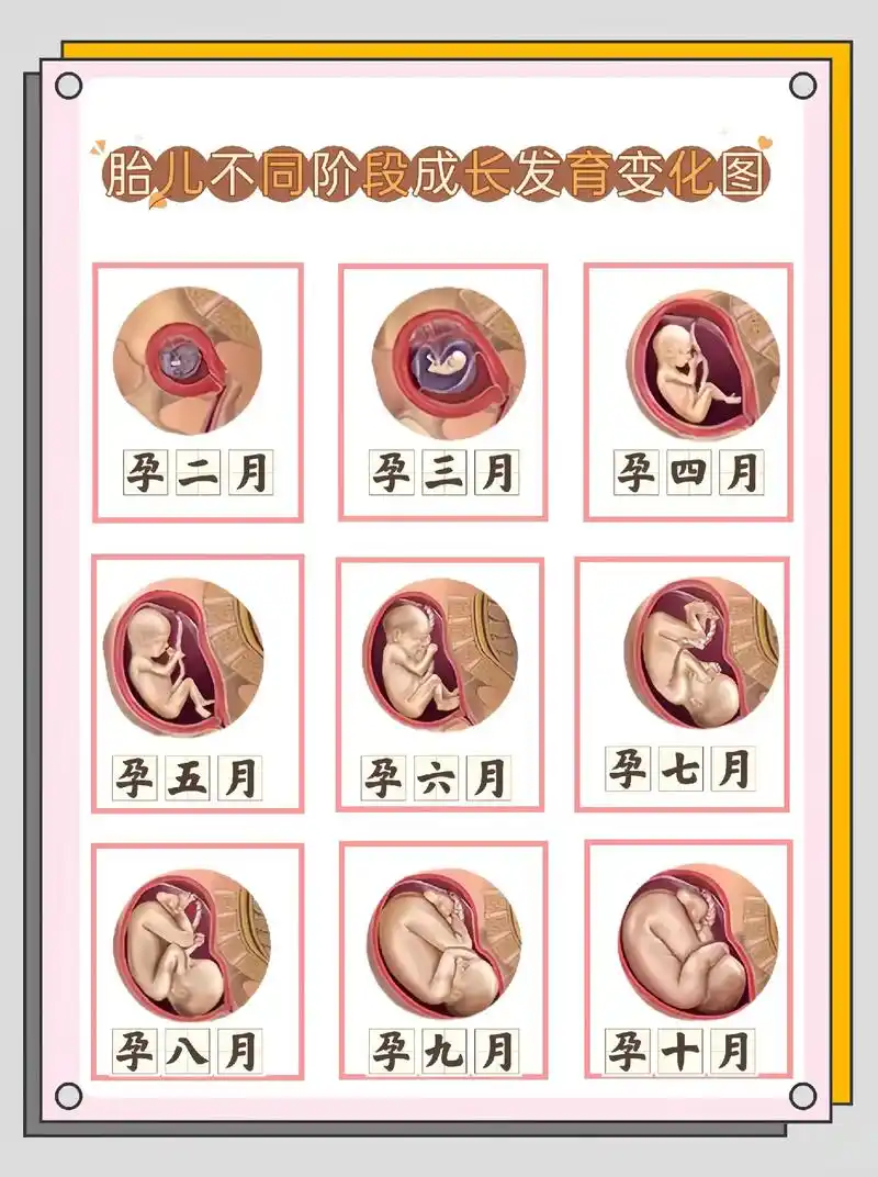 胎儿在妈妈肚子里不同阶段生成发育过程