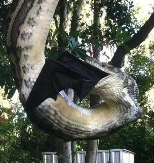 世界上最大的蝙蝠马来大狐蝠翼展2米比人还大