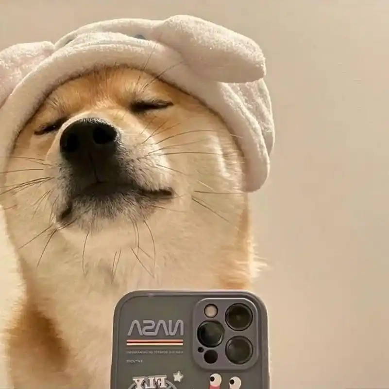 超可爱狗狗头像 这像不像你朋友圈里怎么拍都好看的小可爱啊?