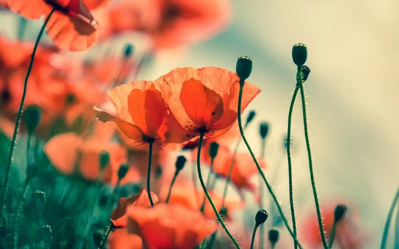 大自然清新唯美红色植物图片高清桌面壁纸