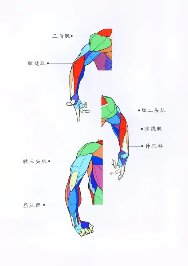 手臂肌肉结构画法～#速写 #人体结构 #绘画 #速写人物 # - 抖音