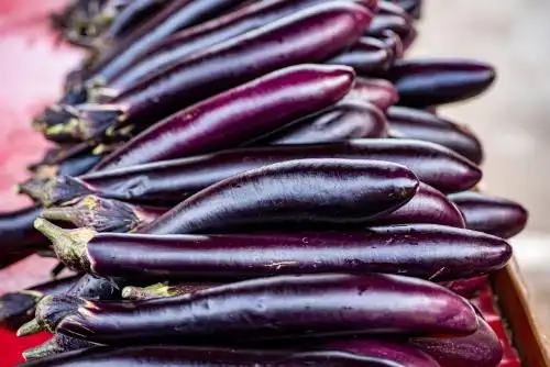 大量的紫色茄子特写