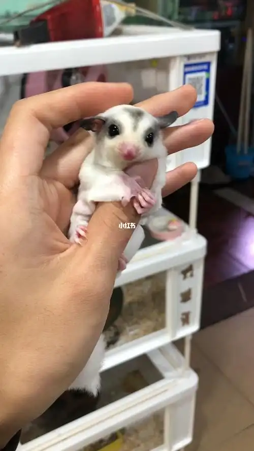 墨耳爱心头无背线白金蜜袋鼯