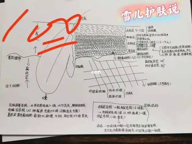 完整皮肤结构图,皮肤健康的入门课_屏障受损_敏感肌_长斑_美妆_护肤