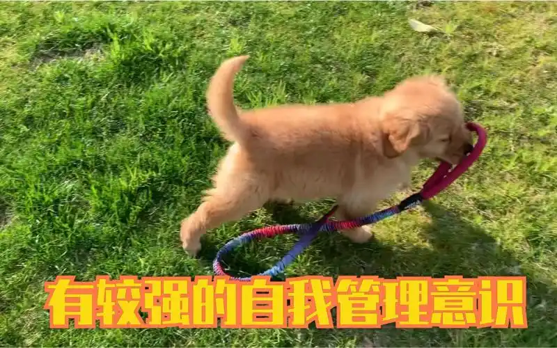 小金毛 有较强的自我管理意识