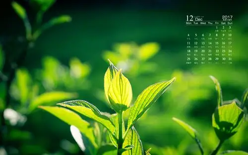 2017年12月绿色护眼日历图片桌面壁纸