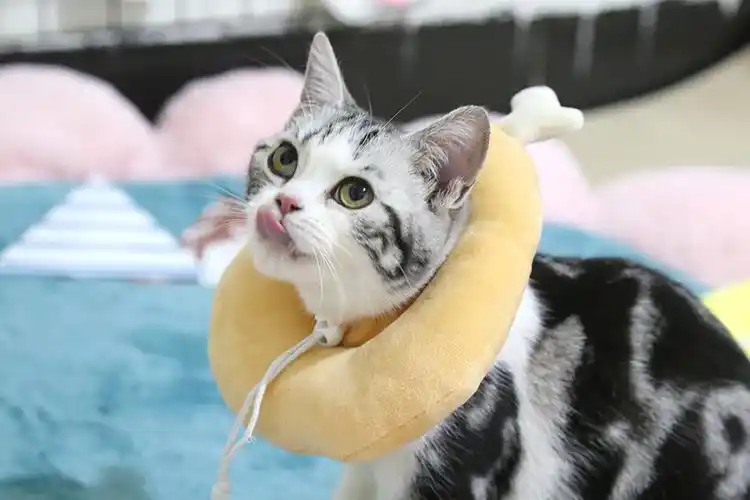 伊丽莎白圈猫圈猫咪用品防咬防舔耻辱项圈宠物猫圈脖头套鸡腿吐司