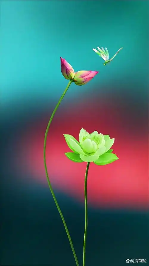 清荷札记——心静如水,落满清欢