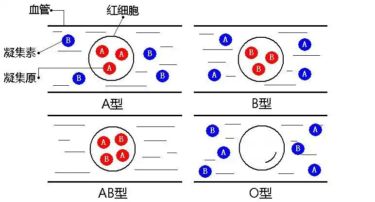 血型与饮食健康,及其他血液方面的知识
