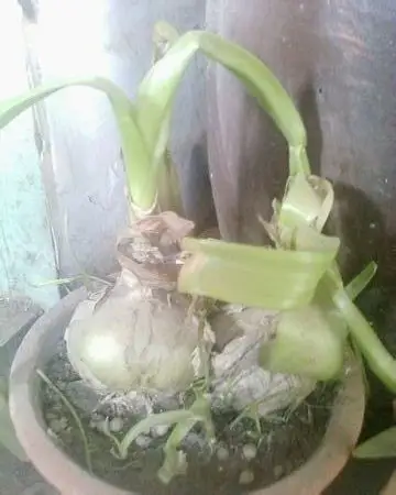 不知道这是什么植物,是三七,田七,旱三奇(七),虎眼万年青,家里有老人