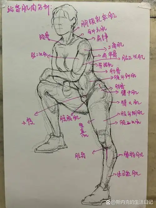 速写|人体肌肉分析图,赶紧收藏起来吧