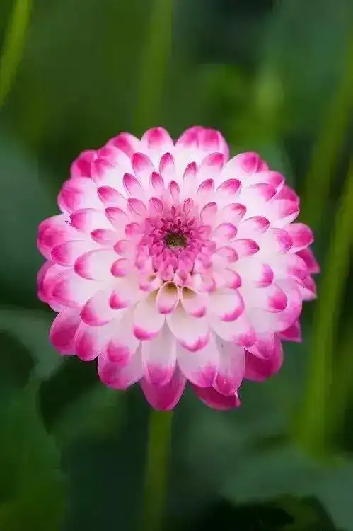 人见人爱,花见花开,富丽堂皇,平安吉祥,愿所有女性美的像朵花