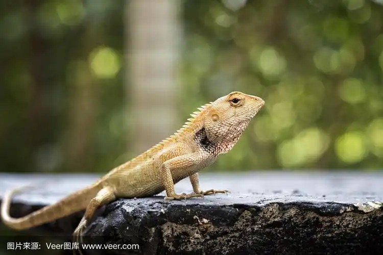 卡洛特埃玛树龙