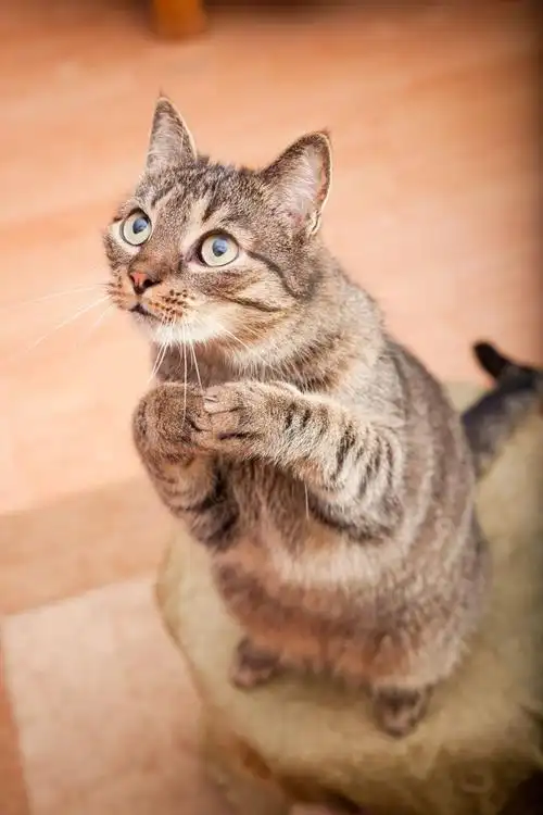 有趣的欧洲猫要吃零食