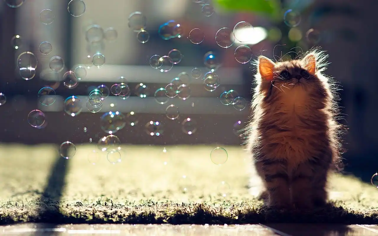 呆萌可爱喵星人高清图片桌面壁纸-动物壁纸-壁纸下载-美桌网