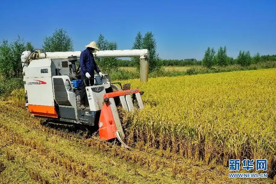 收割机来回穿梭,割稻,脱粒,粉碎稻秆,装车等工序一气呵成.