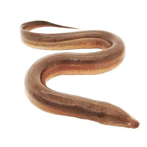 黄鳝/长鱼/鳝鱼 鲜活现杀生鲜水产 鲜捕捞后净膛宰