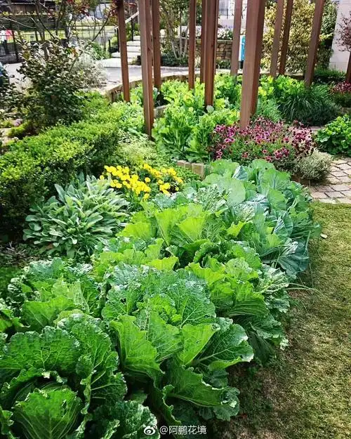 菜园花园