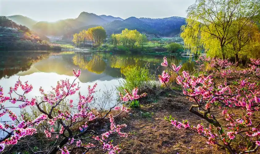 《桃花映日景色艳》-"在那桃花盛开的地方"里口山全国摄影大展投稿区