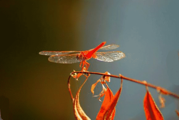 580_388gif 动态图 动图