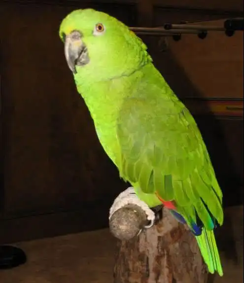 会说话的10种鸟漂亮又聪明你不想养一只吗