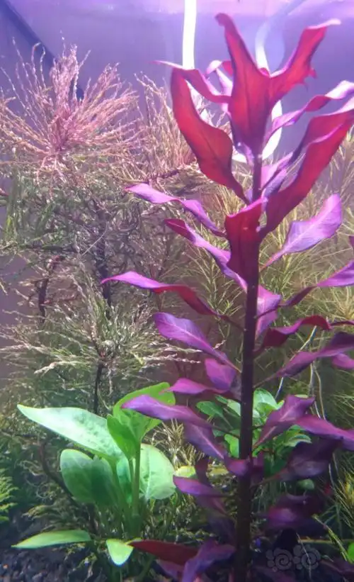 出一份水草百叶太阳五彩薄荷迷你红太大红叶红千层