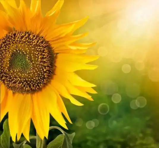 愿你是阳光明媚不忧伤