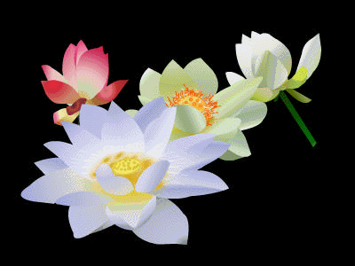 会动的荷花, 碧盘滚珠!