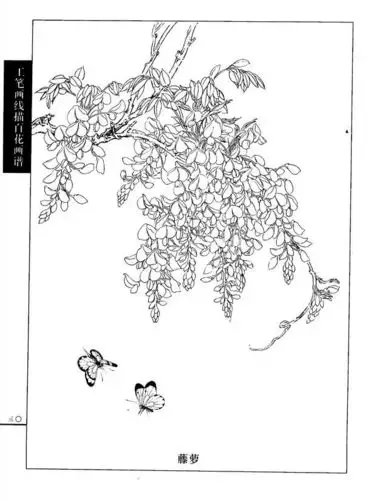 工笔画线描百花画谱(春夏篇)——紫藤花双蝶