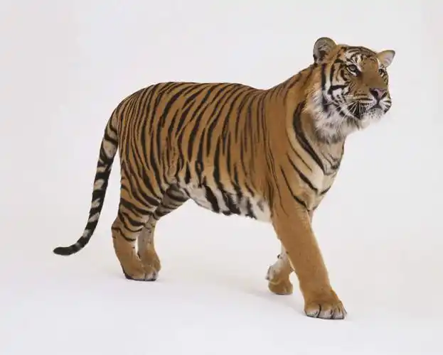 动物,摄影,影棚,斑纹,凶猛,残暴,凶残,老虎,步行,散步,走路,彩图,全身